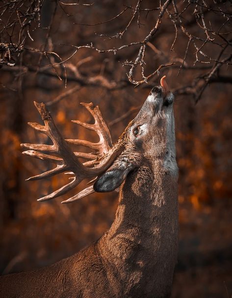 Hirsch Tattoo Frau, Deer Reference, Deer Pics, Whitetail Deer Pictures, Whitetail Hunting, Deer Photography, Whitetail Deer Hunting, Big Deer, White Tail Deer