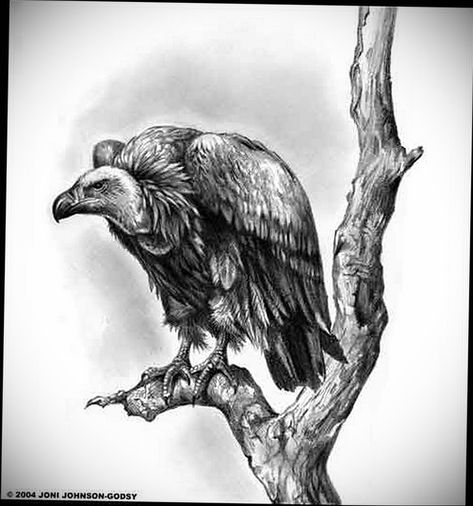 Cartoon Vulture, Southwestern Gothic, Vulture Tattoo, Turkey Vultures, 3d Rigging, Desert Tattoo, African Tattoo, Rock Designs, Forest Tattoos