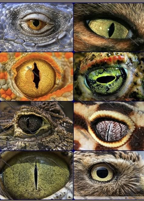 Different Animal Eyes, Reptile Eye Drawing, Dragon Eyes Drawing, Eye Drawing Ideas, Dragon Eye Drawing, Neon 90s, Reptile Eye, Animals Eyes, Regard Animal