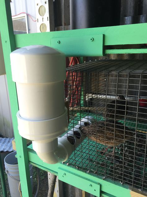 I'm in the process of making some feeders for my coturnix pens out of 3" PVC. Planning on just... Quail Keeping, Quail Pen, Quail House, Quail Feeder, Animal Farming, Button Quail, Quail Coop, Backyard Animals, Easy Chicken Coop