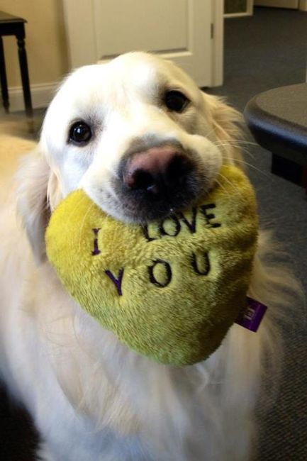 A dog is not your whole life, but it makes your life whole <3 Dog Rules, White Dog, Golden Retrievers, 귀여운 동물, Mans Best Friend, Animals Friends, I Love Dogs, Dog Life, The Words