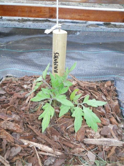 Tuteurage sur ficelle : Les Tomates sous Serre - Tomodori.com... Les mordus de la tomate & des jardins naturels Permaculture, Horticulture, Agriculture, Plants