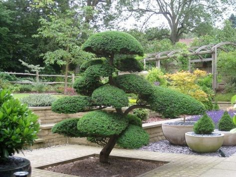 Basics of Japanese Niwaki | Bonsai Tree Gardener Cloud Pruning, Japanese Garden Plants, Camellia Sasanqua, Japanese Garden Decor, Japanese Plants, Cloud Tree, Japanese Garden Landscape, Architectural Plants, Japanese Tree