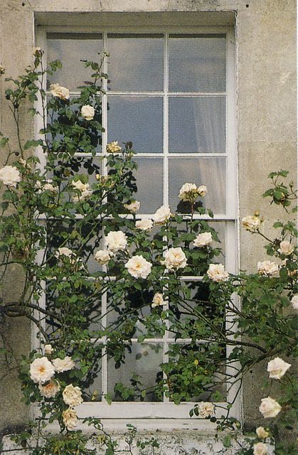 Not my picture Roses Growing, Ivy House, Babies Breath, Climbing Roses, White Gardens, Rose Cottage, Shabby Vintage, Futurism, Calla Lily