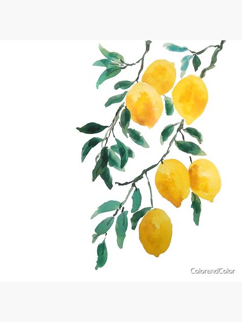 "yellow lemon watercolor " Throw Pillow by ColorandColor | Redbubble Art Pictures Ideas, Lemon Drawing, Lemon Watercolor, Lemon Painting, Lemon Art, Watercolor Paintings Easy, Cat Air, Easy Watercolor, Watercolor Artwork