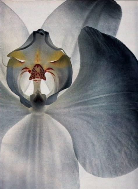 Orchid by Irving Penn for Vogue, 1970 | Matthew's Island of Misfit Toys Foto Macro, Irving Penn, Flowers Nature, Black & White, Art Plastique, White Flower, Flowers Photography, No. 2, Flower Power