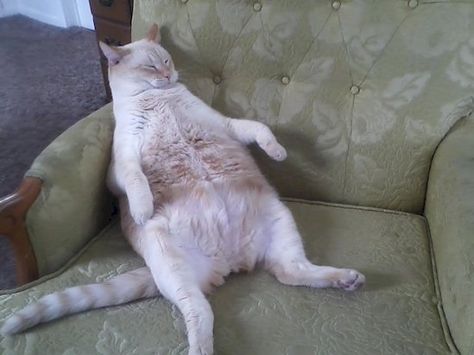 Chez les chats aussi, l'obésité est un problème, voici 20 chats très gros mais qui assument Clean Funny Memes, Cat Lounge, Cat City, Funny Animal Photos, Lots Of Cats, Bad Cats, Lazy Cat, Fat Cats, Funny Animal Memes