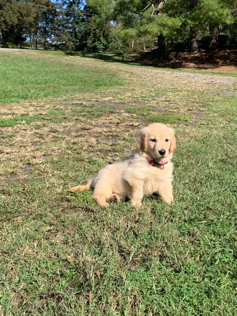 American Golden Retriever Puppy, Golden Retriever Female, Country Golden Retriever, American Golden Retriever, Female Golden Retriever, 8 Week Old Golden Retriever, Golden Retriever Playing, Golden Retriever 8 Weeks Old, Golden Retriever Puppy