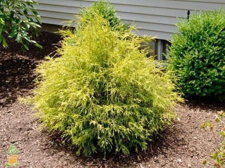 Gold Mop Cypress Gold Mop Cypress, Yellow Shrubs, Garden Shrubs, Low Maintenance Landscaping, Landscaping Supplies, Landscape Plans, Landscaping Tips, Garden Landscape Design, Evergreen Shrubs