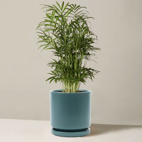 The 20 Best Indoor Trees for Every Kind of Plant Parent Best Indoor Trees, A Flair For The Dramatic, Madagascar Dragon Tree, Majesty Palm, Humble House, Money Tree Plant, Rubber Tree Plant, Popular House Plants, Weeping Fig