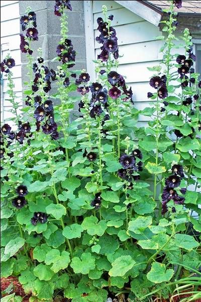 Black Hollyhock, Hollyhock Seeds, Hollyhocks Flowers, Goth Garden, Gothic Garden, Black Garden, Moon Garden, Black Flowers, Front Garden