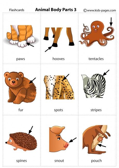 Animal Body Parts 3 flashcard Animal Body Parts Worksheet, Parts Of Animals, Materi Bahasa Inggris, Animal Body Parts, Learning English For Kids, English Learning Spoken, Kids English, English Vocab, English Verbs