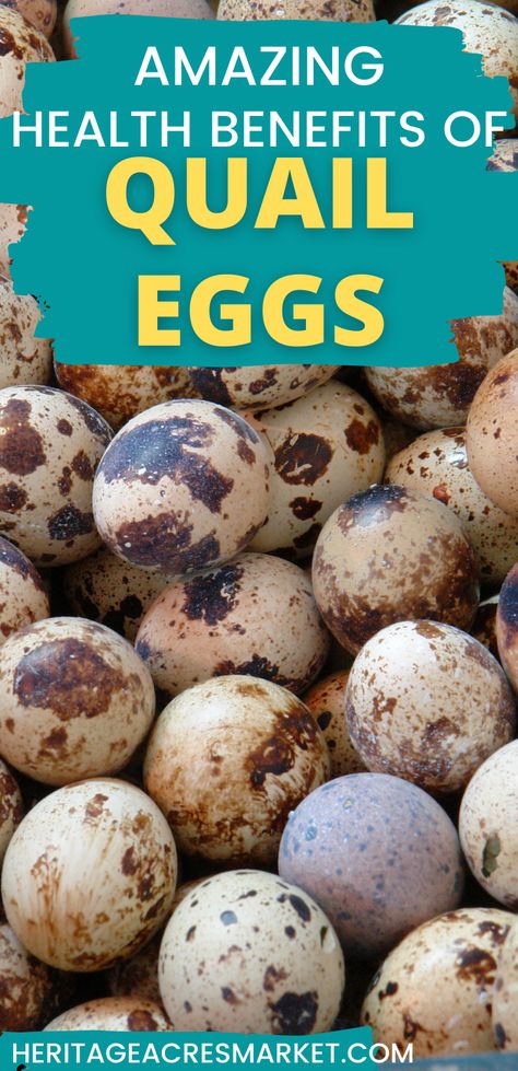 Eggs Health Benefits, Quail Eggs Benefits, Quail Raising, Quail Recipes, Health Benefits Of Eggs, Farm Diy, Egg Benefits, Egg Packaging, Egg Laying Chickens