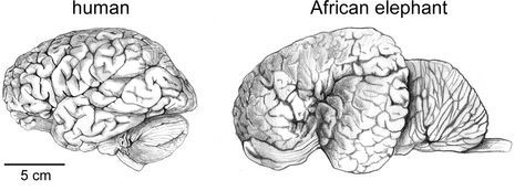 Size comparison of Human and African Elephant brains Elephant Brain, Brain Lobes, Cerebral Cortex, Bird Brain, Brain Anatomy, Scientific Articles, Great Ape, Lego Pieces, Human Male