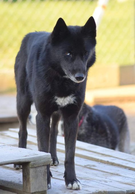 Mostly black siberian husky working line Black Siberian Husky, Siberian Laika, Black Husky, Fear Of The Dark, Wolf Dog, Siberian Husky, Wolves, Dogs And Puppies, Husky