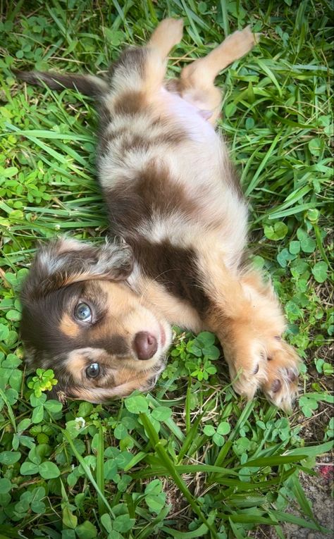 Chocolate Dapple Dachshund Long Haired, Mini Dachshund Puppies Long Hair, Mini Long Haired Dachshund Puppies, Dashhound Puppies Long Hair, Tri Merle Dachshund Long Hair, Weener Dogs Long Hair, Long Hair Daschund Puppies, Long Haired Dashound, Dashund Puppy Long Hair