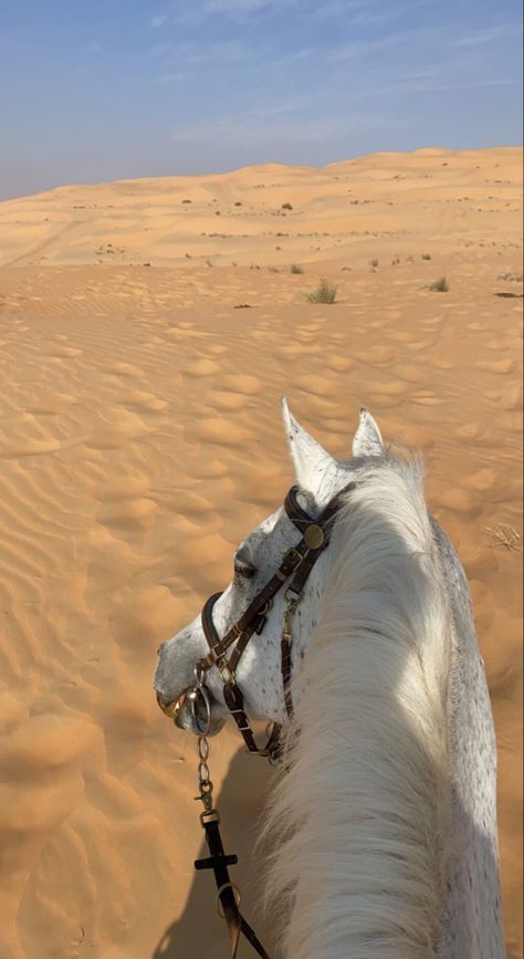 Horses In Desert, Desert Horse Aesthetic, Dubai Horse Riding, Arabian Horse Riding, Desert Horse Riding, Horse In The Desert, Arabian Horse Aesthetic, Horse In Desert, Horseback Riding Aesthetic