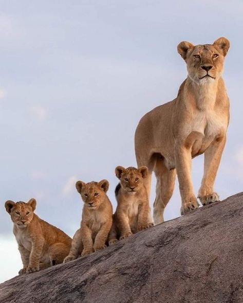 Lioness Images, Lioness And Cub Tattoo, African Animals Photography, Lion Pillow, Lioness And Cubs, Lion Toys, Lion Cubs, Lion King Pictures, Lion Love