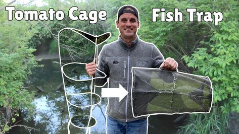 Quickly turn a tomato cage into a fish trap Fish Traps Diy How To Make, Diy Fish Trap, Fish Traps Diy, Crab Net, Bait Trap, Fish Trap, Fishing Basket, Live Bait, Tomato Cages