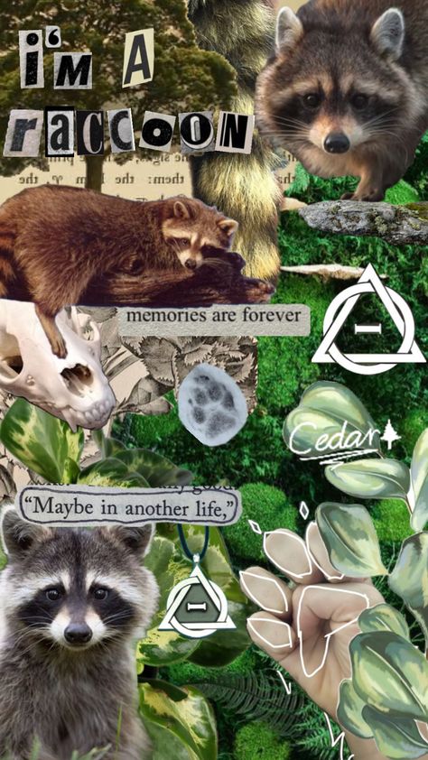 Made by me! Please dont repost but feel free to use as a wallpaper etc. #therian #alterhuman #theriotype #racoon #raccoon #raccoontherian Therian Wallpaper, Maybe In Another Life, A Wallpaper, In Another Life, Racoon, Cute Wallpaper Backgrounds, Create Collage, Made By Me, Wallpaper Backgrounds