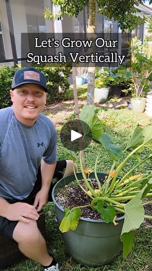 Grow Squash Vertically, Garden Insect Repellent, Growing Zucchini Vertically, Garden Squash, Growing Squash, Pruning Plants, Squash And Zucchini, Growing Zucchini, Tips For Growing Tomatoes