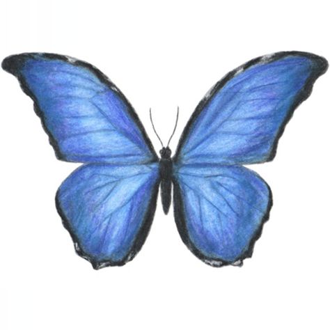 Learn how to draw a blue morpho butterfly step by step #bluemorpho #butterfly #butterflies #howtodraw Butterfly Colorful Drawing, Blue Butterfly Drawing Easy, Blue Animals Drawing, How To Draw A Butterfly Step By Step, Blue Drawings Easy, Butterfly To Draw, How To Draw Butterflies, How To Draw A Butterfly, Butterfly Step By Step