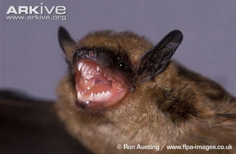 Big Brown Bat, Bat Reference, Bat Photos, Creatures Of The Night, Silly Animals, Funny Cats, Close Up, Butterflies, Bat