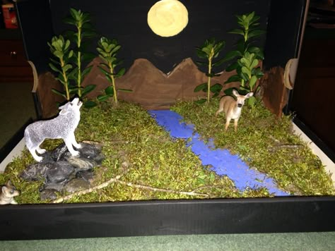 Shoebox diorama on the wolf Wolf Diaroma, Wolf Diorama Ideas, Wolf Habitat Diorama, Wolf Diorama, Wolf Habitat, Deciduous Forest Biome, Ecosystems Diorama, Ecosystem Project, Shoebox Diorama