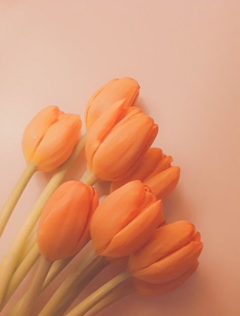 Light Orange Aesthetic Vintage, Pale Orange Aesthetic, Orange Tulips Bouquet, Orange Light Aesthetic, Orange Pastel Aesthetic, Light Orange Aesthetic, Pastel Orange Aesthetic, Orange Summer Aesthetic, Soft Orange Aesthetic