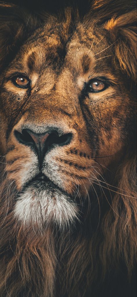 Lion Iphone Wallpaper, Lion King 4, Wild Animal Wallpaper, Mouse Wallpaper, Lion Photography, Lions Photos, Lion Love, Lion Wallpaper, Wild Animals Pictures