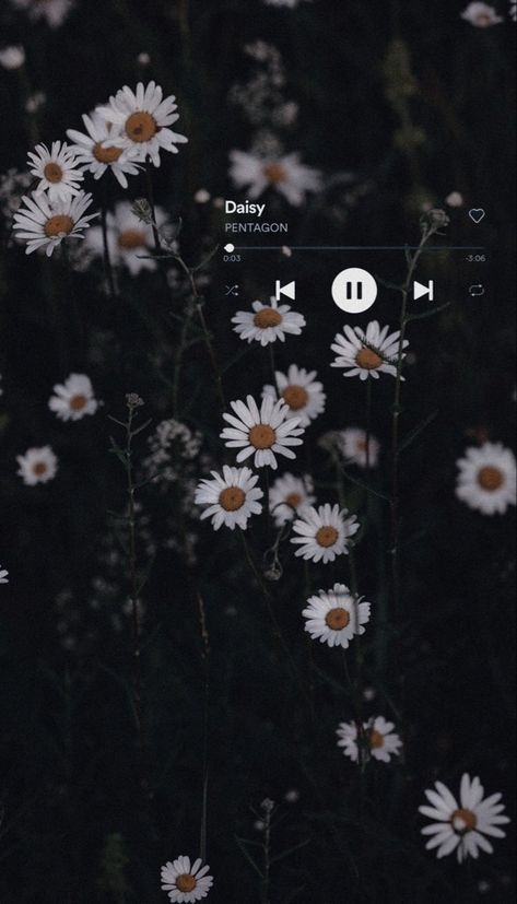 Daisy- Pentagon wallpaper/lockscreen🤍 Wallpaper Bunga Daisy Aesthetic, Wallpaper Asthetics Flower, Daisy Wallpaper Aesthetic Black, Cute Wallper Aesthetic, Daisy Flower Wallpaper Black, Daisy Background Aesthetic, Wallpers Asthetics, Daisy Flower Aesthetic Wallpaper, Daisy Pentagon