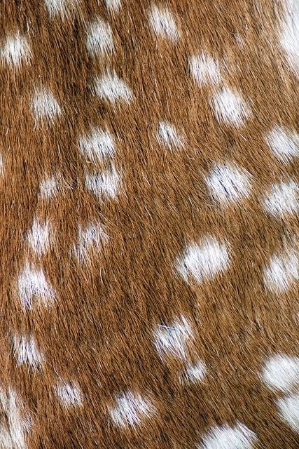 Deer Wallpaper Iphone, Wallpaper Fur, Deer Wallpaper, Fur Texture, Deer Creek, Florence The Machines, New Groove, Oh Deer, Design Research