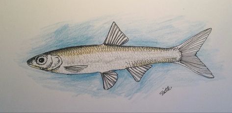 Minnow Tattoo, Fishing Drawings, Minnow Fish, Fish Sketch, Bait Bucket, Animal References, Fish Drawings, Ice Fishing, Fishing Bait