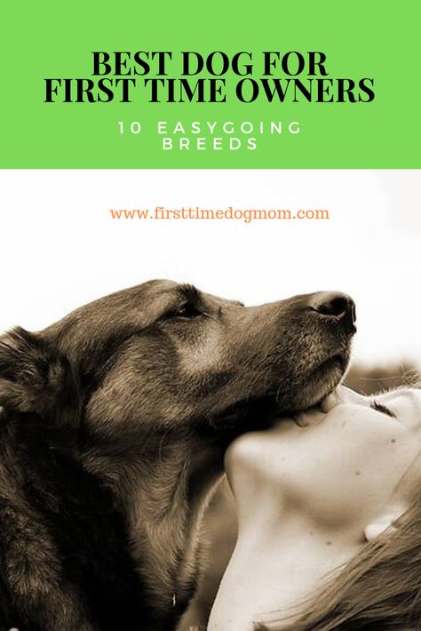 Best Dogs For First Time Owners, First Time Dog Owner Breeds, Best Dog Breeds For First Time Owners, Dogs For First Time Owners, Apartment Dogs Breeds, Low Shedding Dogs, Low Maintenance Dog Breeds, Calm Dog Breeds, Dog Breeds That Dont Shed