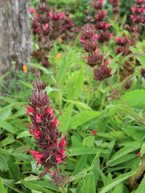 Fragrant green leaves form a spreading mat with whorls of magenta flowers on spikes rising 2 to 3 feet above the foliage in spring, early summer. Sun by the coast, light shade any where, a good woodland sage. Low water, tolerates clay soil, good under oaks. Native to Coastal California. Hummingbird Sage, Perennials Low Maintenance, Magenta Flowers, California Native Plants, Hummingbird Flowers, Drought Resistant, Attract Pollinators, How To Attract Hummingbirds, Plant Nursery