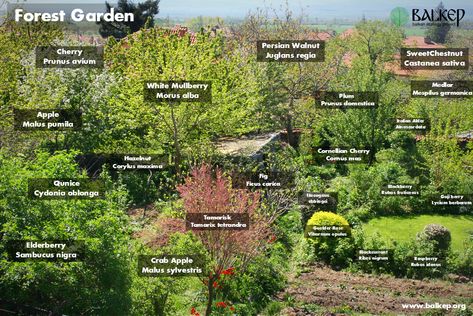 Design and Build a Forest Garden Course - Balkan Ecology Project Food Forest Garden, Forest Ecosystem, Permaculture Gardening, Permaculture Design, Edible Landscaping, Food Forest, Forest Garden, Home Vegetable Garden, Growing Food