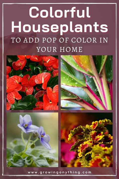 25 Colorful Houseplants To Add Pop Of Color In Your Home 2024 Colorful Plants Indoor, Colorful Houseplants, Coleus Care, Paddle Plant, Madagascar Dragon Tree, Ti Plant, Nerve Plant, Dragon Tree, Chinese Evergreen