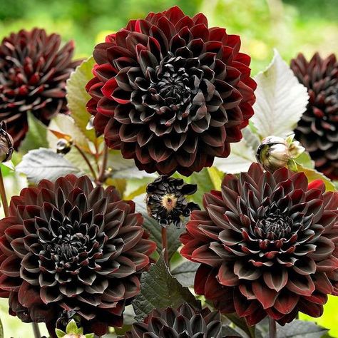 Haunting Houseplants: Thirteen Black Plants to Celebrate Halloween Year-round | by France & Son | Medium Goth Garden, Black Dahlia, Night Garden, Brown Flowers, Dahlia Flower, Black Flowers, Colorful Garden, Flower Seeds, Summer Flowers