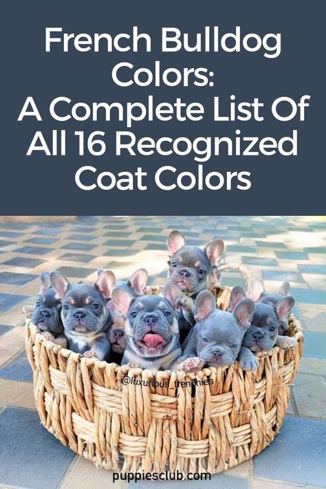 french-bulldog-colors French Bulldog Colors Chart, French Bulldog Colors, Pooh Nursery, Short Coats, Winnie The Pooh Nursery, Puppy Grooming, Frenchie Puppy, Dog Facts, Dog Videos