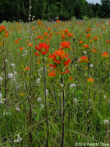 Indian paintbrush Minnesota Plants, Wildflower Identification, Indian Paint Brush, Minnesota Garden, Minnesota Wildflowers, Native Plant Gardening, Indian Paintbrush, Front Lawn, Landscape Projects