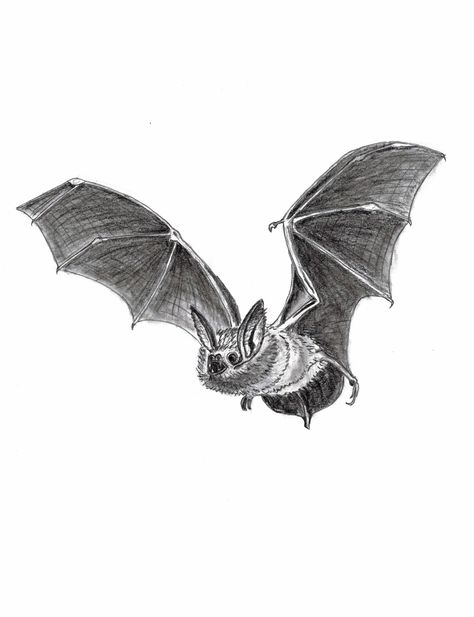 Animal Sketches Realistic, Sketches Realistic, Draw A Bat, Draw Animals, Animal Sketches, Animal Drawings, To Draw, Bat, Drawings