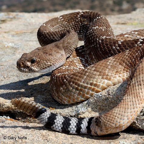 Rattlesnake Photography, Poisonous Snakes, Spiders And Snakes, Types Of Snake, Cobra Snake, Snake Venom, Dangerous Animals, Reptile Snakes, Beautiful Snakes