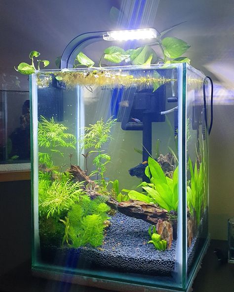 Nano Tanks or Nano Cubes are taking over the common interest of any ‘Fish Keeper’. Building a Sustainable Nano Tank is creating a sophisticated ambience in an Nano Shrimp Tank, Nano Fish Tank, Shrimp Tanks, Cube Ideas, Aquarium Soil, Aquarium Set, Nano Aquarium, Shrimp Tank, Aquarium Setup