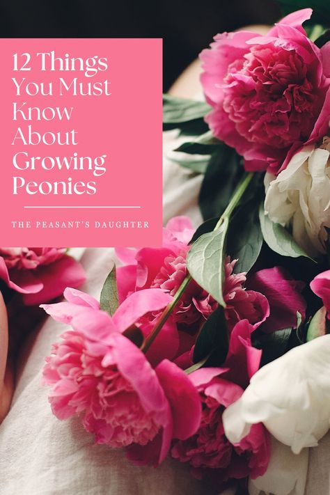 Peonies. Peony Varieties, Tree Peonies, Itoh Peonies, Majestic Tree, Planting Tips, Growing Peonies, Scale Insects, Tree Peony, Insecticidal Soap