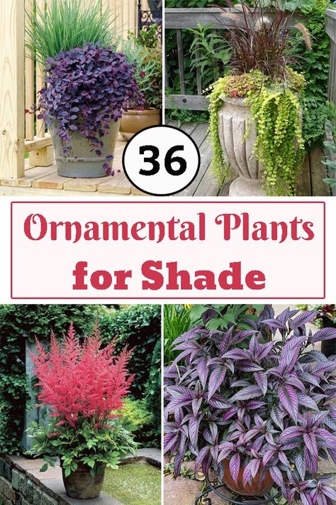 Want to grow beautiful plants in the shaded spot of your home or garden? These exclusive Ornamental Plants for Shade will do just fine! Zen Shade Garden, Flower Garden Ideas Backyard, Tall Shade Plants, Landscape Garden Ideas, Planters For Shade, Garden Ideas Flower, Shade Plants Container, Garden Ideas Backyard, Shade Annuals