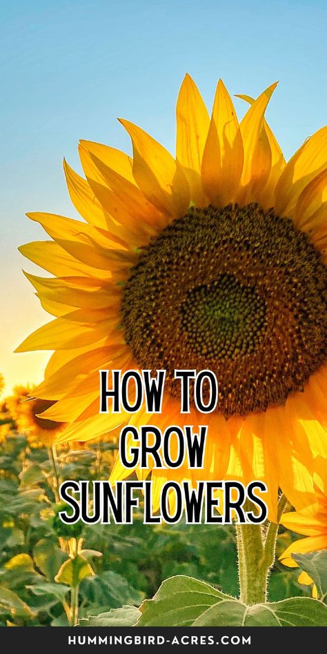 Growing sunflowers doesn’t have to be hard! Follow these proven tips to grow big, bright flowers that will impress your neighbors. Sunflower Garden Ideas, Grow Sunflowers, Growing Sunflowers, Beautiful Sunflowers, Sunflower Garden, Pollinator Garden, Bright Flowers, Gardening For Beginners, Outdoor Oasis