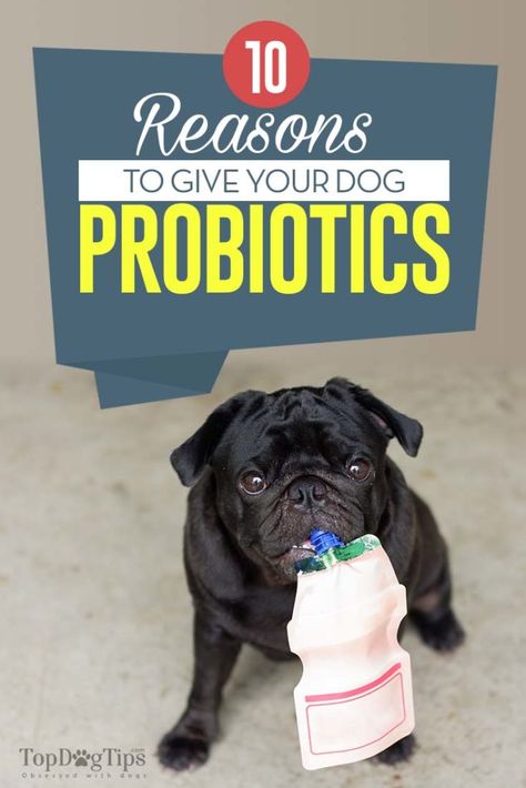 10 Reasons to Give Your Dog Probiotics (Based on Science) Dog Probiotics, Probiotics For Dogs, Dog Health Tips, Dog Diet, Pooh Quotes, Pet Wellness, Healthy Pets, Healthy Dogs, Senior Dog