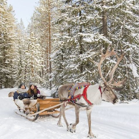 Ride Wallpapers, Santa Claus Village Rovaniemi, Rovaniemi Finland, Best Winter Destinations, Santa Claus Village, Farm Visit, Lapland Finland, Reindeer And Sleigh, Santa Claus Reindeer