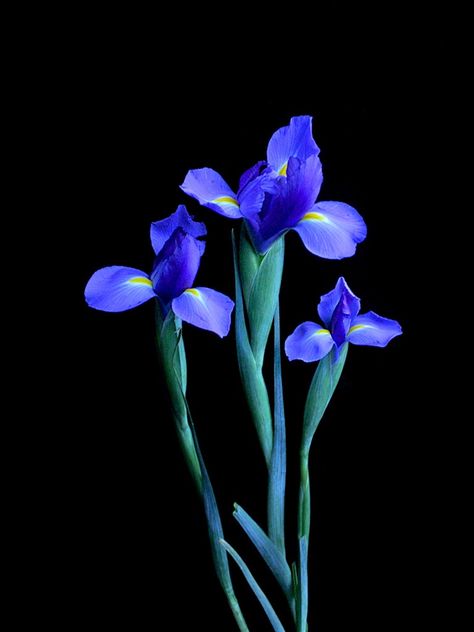 Iris Azul (10 tallos ) $200  Estos Precios están sujetos a cambios y disponibilidad del Producto. Chat Wallpaper Whatsapp, Flower Art Drawing, Flower Painting Canvas, Fruit Flowers, Flower Art Images, Floral Photo, Irises, Exotic Flowers, Flower Illustration