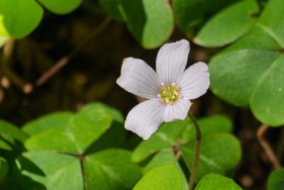 Redwood Sorrel, Sorrel Plant, California Wildflowers, Porch Plants, Rose House, Native Plant Gardening, Plant Growing, Sleeve Ideas, Water Gardens